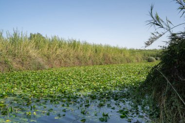 Sazlıklarla çevrili nilüferlerin bolluğu, açık ve güneşli bir günde İsrail 'in Yarkon nehrinde..