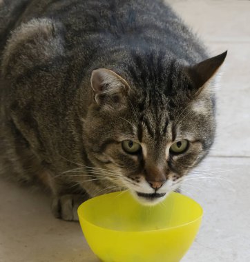 Kudüs 'te, İsrail' de, sokakta sarı bir plastik kaseden yemek yiyen tekir bir sokak kedisi..