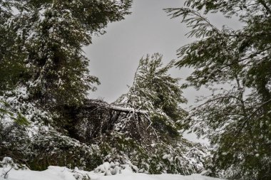 İsrail 'de nadir görülen bir kar fırtınasından sonra bir çam ormanında devrilmiş bir ağaç..