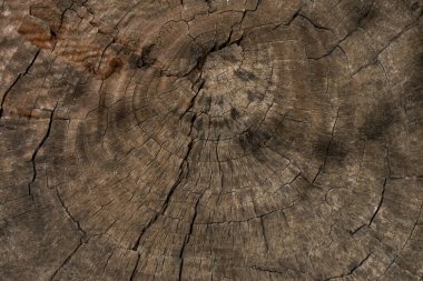 Kesilmiş bir ağaç gövdesinin çatlak yüzeyi..