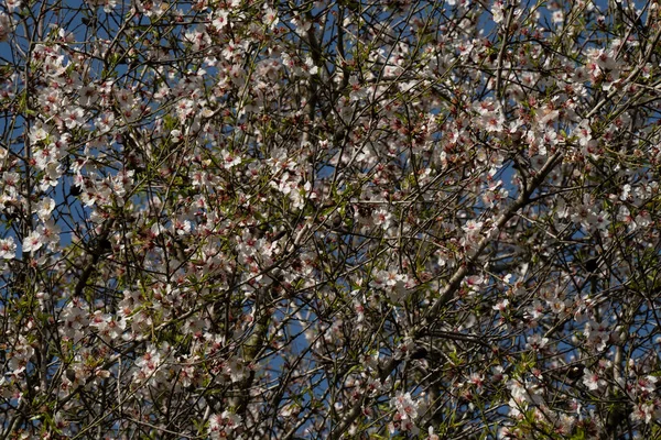 Uma Imagem Perto Uma Amendoeira Flor Nas Montanhas Judéia Perto — Fotografia de Stock