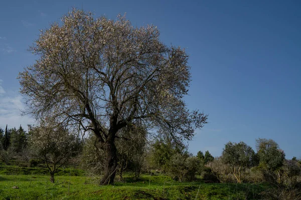 Viejo Almendro Flor Campo Barbecho Israelí Las Montañas Judea Cerca — Foto de Stock