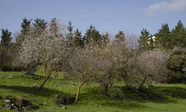 Amandelbomen Bloei Een Braakland Bij Jeruzalem Israël — Stockfoto