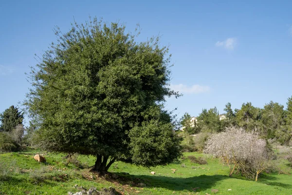 Velho Carvalho Amendoeiras Campo Pousio Perto Jerusalém Israel — Fotografia de Stock