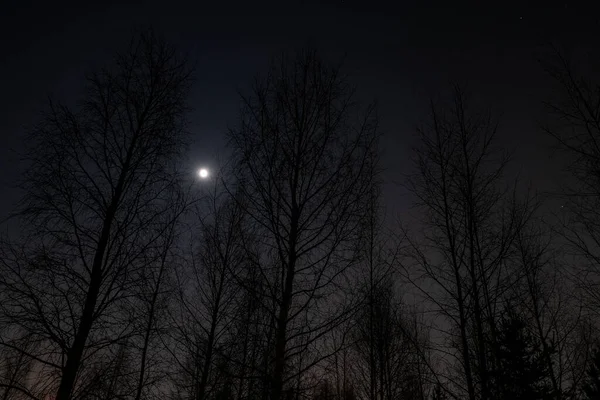 Full Moon Shining Forest Clear Starry Night — Stock Photo, Image