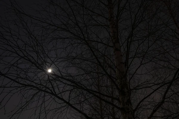 Una Luna Piena Vista Attraverso Rami Betulle Una Foresta — Foto Stock