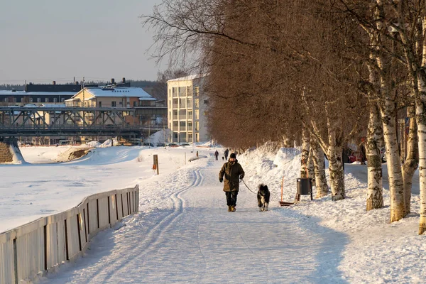 Rovaniemi, Finlandiya - 17 Mart 2022: İnsanlar donmuş Kemijoki nehrinin kıyısına uzanan karlı bir yolda köpeklerini gezdiriyorlar, Rovaniemi, Finlandiya.