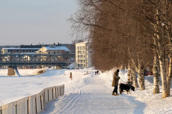 Rovaniemi, Finlandiya - 17 Mart 2022: Karlı bir yolda köpeğini gezdiren bir adam, donmuş Kemijoki nehrinin kıyısında, Rovaniemi, Finlandiya.