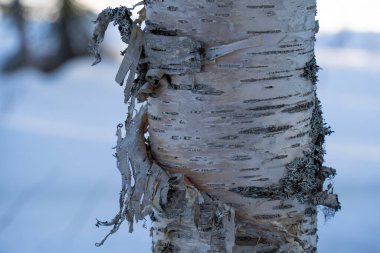 Bir ormanda karlı bir günde (yakın plan bir görüntü) bir huş ağacı gövdesi kabuğu soyulan).