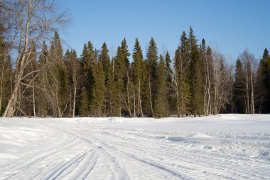 Açık, güneşli bir kış gününde, kozalaklı bir ormanda, taze kar üzerinde lastik izleri..