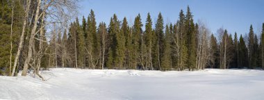 Güneşli bir kış gününde, donmuş bir nehrin kıyısındaki kozalaklı bir orman..