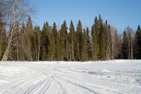 Açık, güneşli bir kış gününde, kozalaklı bir ormanda, taze kar üzerinde lastik izleri..