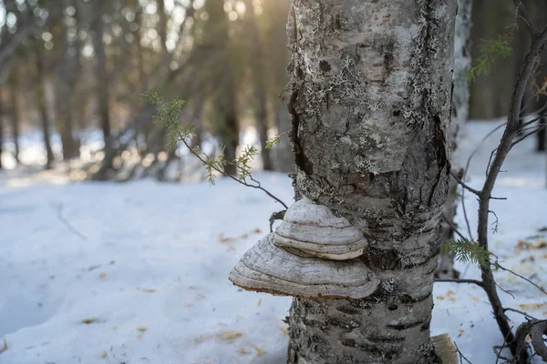 Karlı bir ormanda huş ağacının gövdesindeki mantar ve liken..