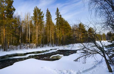 Finlandiya 'da gün batımında karlı bir köknar ormanında eriyen bir nehir..