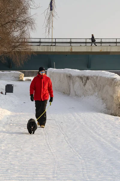 Рованиеми Финляндия Марта 2022 Года Человек Выгуливает Свою Собаку Заснеженной — стоковое фото