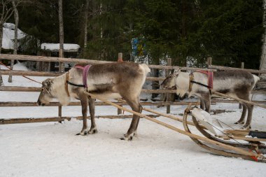 Rovaniemi, Finlandiya - 18 Mart 2022: Renkli koşumlu bir çift ren geyiği, Laponya 'daki karlı bir ormanda geleneksel kızaklara bağlandı.