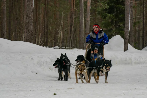 Rovaniemi, Finlandiya - 18 Mart 2022: Bir grup köpek, karanlık bir kış gününde, karlı bir köknar ormanında turistlerle dolu bir kızağı çekiyorlar..