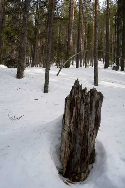 Tree Stump Snowy Taiga Coniferous Forest Winter Day — стоковое фото