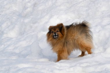 Kar yığınının üzerinde duran kahverengi melez bir köpeğin portresi..