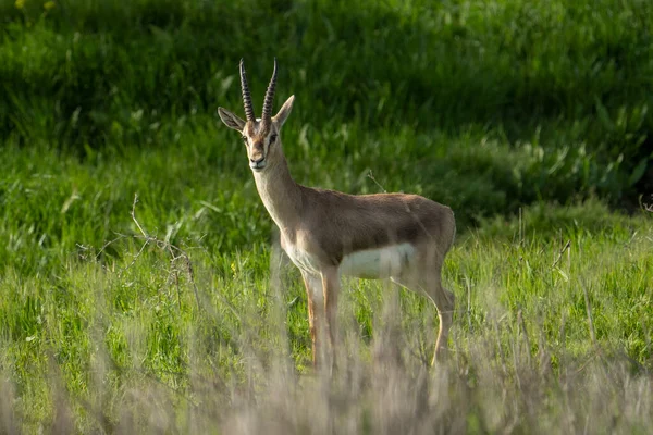 Male Gazelle Standing Meadow Sunny Day Jerusalem Israel — Φωτογραφία Αρχείου