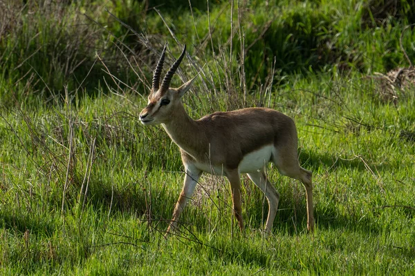 Male Gazelle Meadow Sunny Day Jerusalem Israel — Φωτογραφία Αρχείου