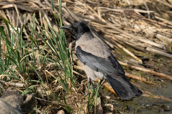 Eine Graue Krähe Steht Sonnenlicht Einem Natürlichen Teich — Stockfoto