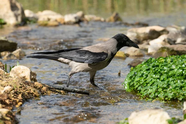 Eine Graue Krähe Läuft Einem Heißen Tag Einem Fließenden Bach — Stockfoto