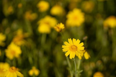 Güneşli bir günde sarı papatya tarlasının seçici odak noktası..