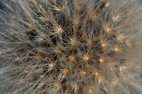 Close View Dandelion Seeds Arrangement Flower Seedhead — Foto Stock