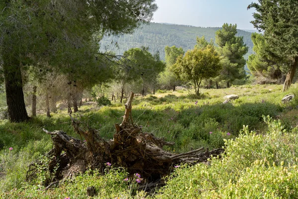 Forest Scenery Uprooted Tree Mountains Jerusalem Israel Sunny Morning — Zdjęcie stockowe