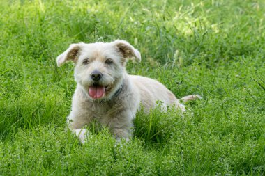 A portrait of a light colored dog sitting in green grass.