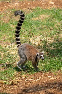 A ring tailed lemur on a sunny day in the Jerusalem, Israel, zoo.