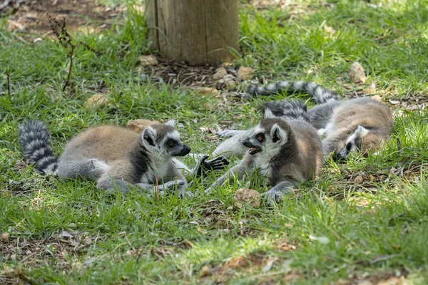 Two ring tailed lemurs having a \