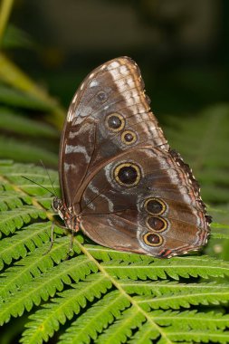 Mavi bir Morpho kelebeği, yeşil eğrelti otu yaprağında kanatları katlanmış, dinleniyor..