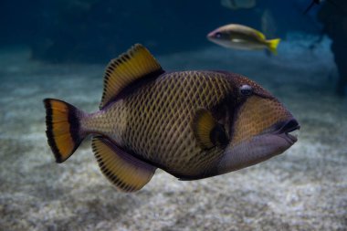 İsrail, Kudüs 'teki karanlık akvaryum suyunda bir dev balığı tetikledi.