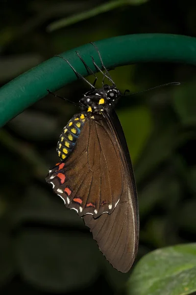 Papillon Batus Swallowtail Avec Ses Ailes Repliées Reposant Sur Une — Photo