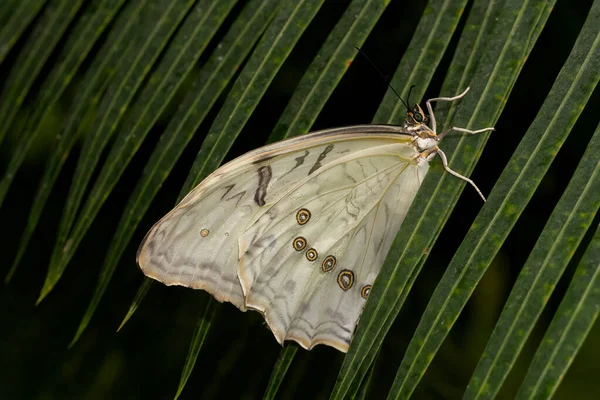 Egy Fehér Morfó Pillangó Behajtott Szárnyakkal Zöld Levélen Nyugszik — Stock Fotó