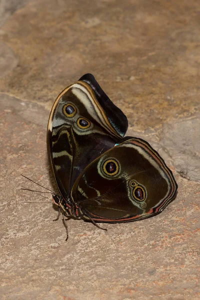 Papillon Morpho Bleu Avec Ses Ailes Repliées Reposant Sur Une — Photo