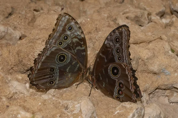 Deux Papillons Morpho Bleus Debout Sur Une Surface Rocheuse Face — Photo