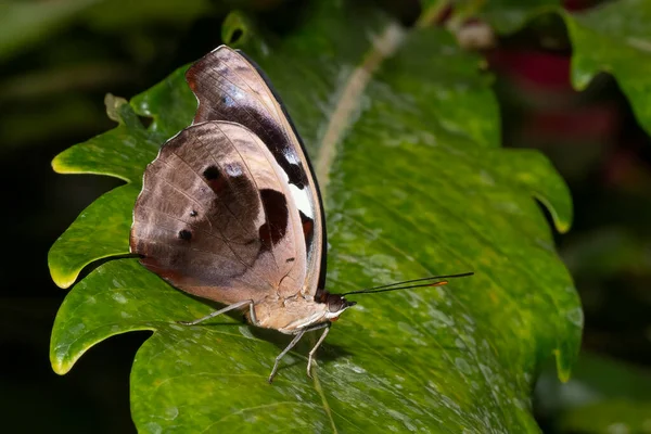 Papillon Ailes Violettes Bandes Bleues Avec Ses Ailes Repliées Reposant — Photo