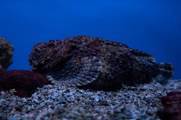 A stone fish camouflaged among rocks in an aquarium in Jerusalem, Israel.