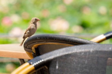 Restoranda yemek artıkları arayan genç bir şehir serçesi..