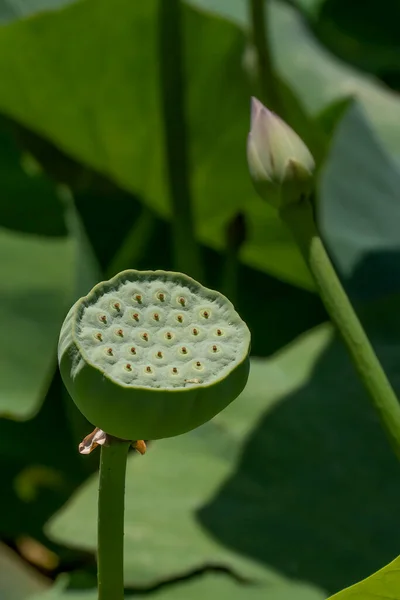 Une Image Rapprochée Une Tête Graine Lotus Dans Étang Par — Photo