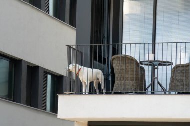 Sahibinin apartmanının balkonunda duran evcil bir köpek sıkılmış görünüyor..