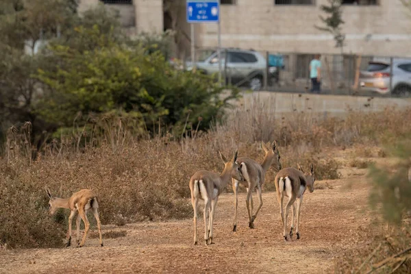 Αστική Φύση Μια Ομάδα Γαζέλων Περπατώντας Ένα Μονοπάτι Μια Κοιλάδα — Φωτογραφία Αρχείου