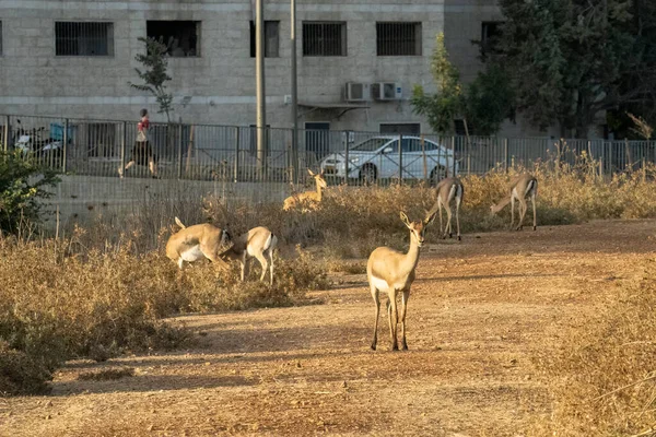 Kentsel Doğa Bir Grup Ceylan Kudüs Srail Deki Binalar Arasında — Stok fotoğraf