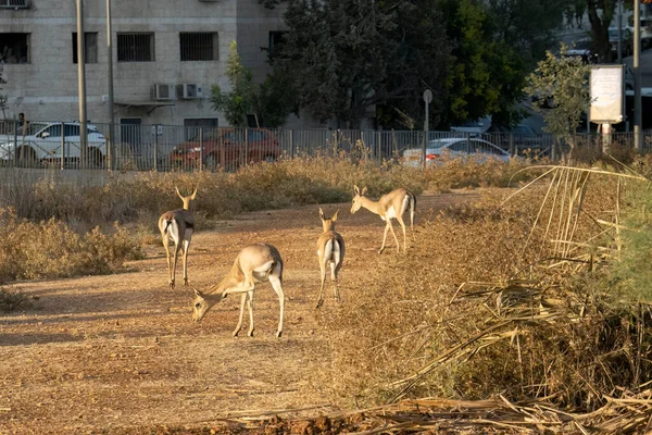 Αστική Φύση Μια Ομάδα Γαζέλων Περπατώντας Ένα Μονοπάτι Μια Κοιλάδα — Φωτογραφία Αρχείου