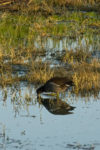 Vanlig Moorhen Födosök För Mat Grunt Vatten Gryningen — Stockfoto