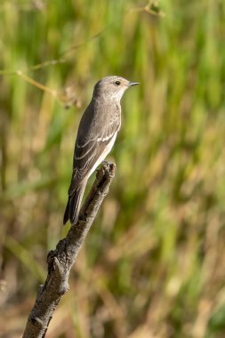 Benekli bir sinek avcısı güneşli bir günde bir ağaç dalına tünemiş..