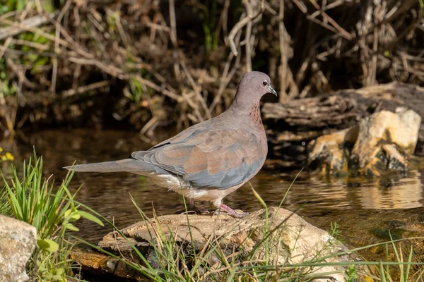 Laughing Dove Standing Rock Natural Pond Sunny Day — Stock Photo, Image